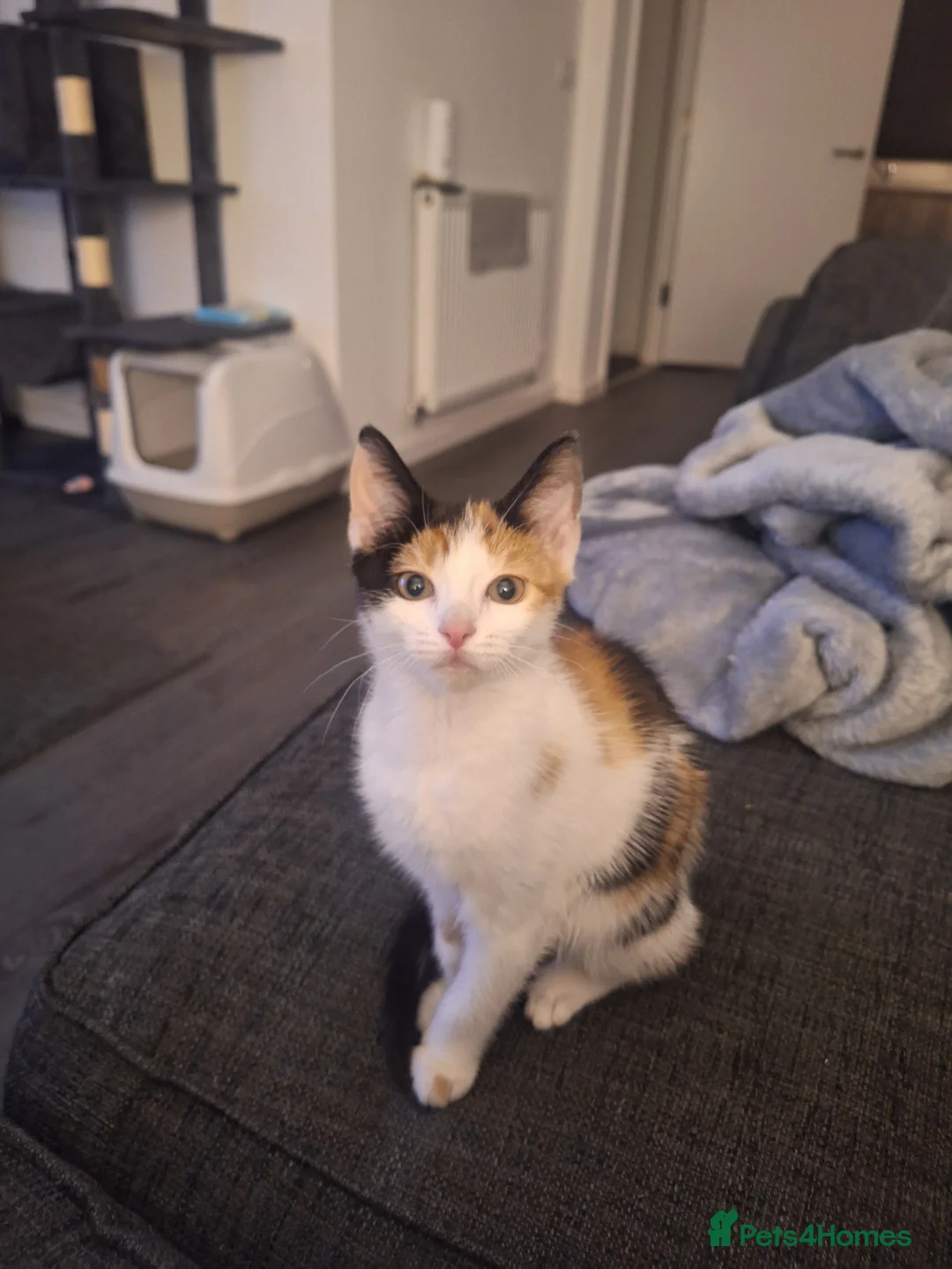 Mixed Breed cats for sale: Beautiful female Calico kitten - Advert 5