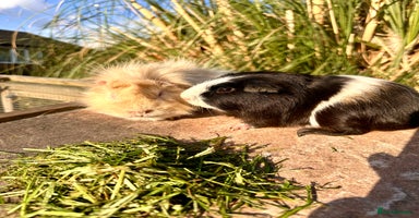 Guinea Pig rodents - Advert 4