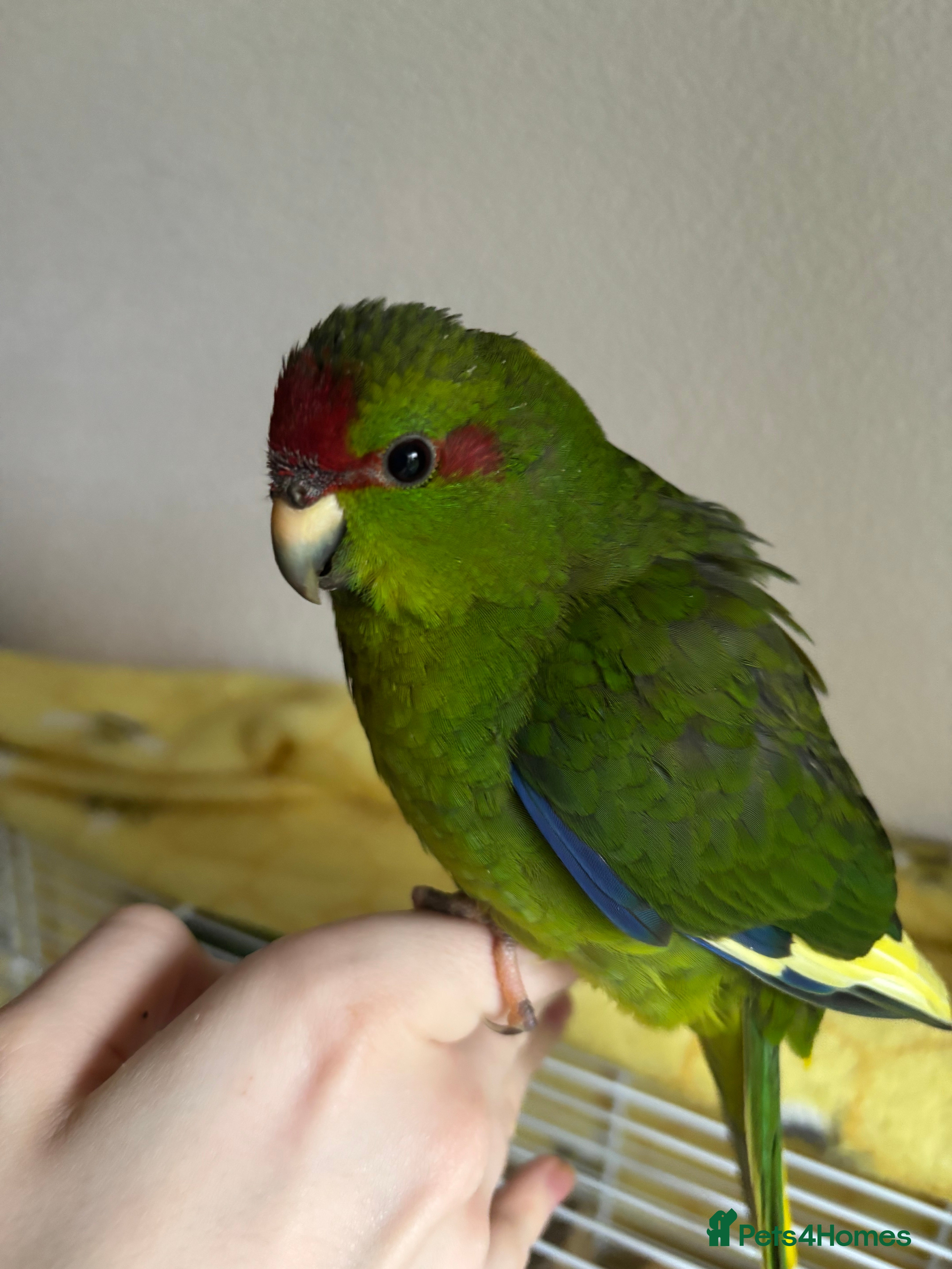 Parakeets birds Kakarikis - Advert 1