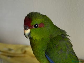 Parakeets birds Kakarikis *SOLD* - Advert 19