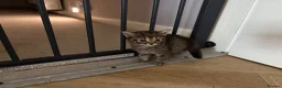 Mixed Breed cats for sale: Beautiful Kittens for sale in Reading - Advert 4