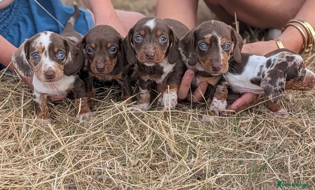 Miniature Dachshund dogs for sale: Beautiful Dachshund puppies in Ashbourne - Advert 1