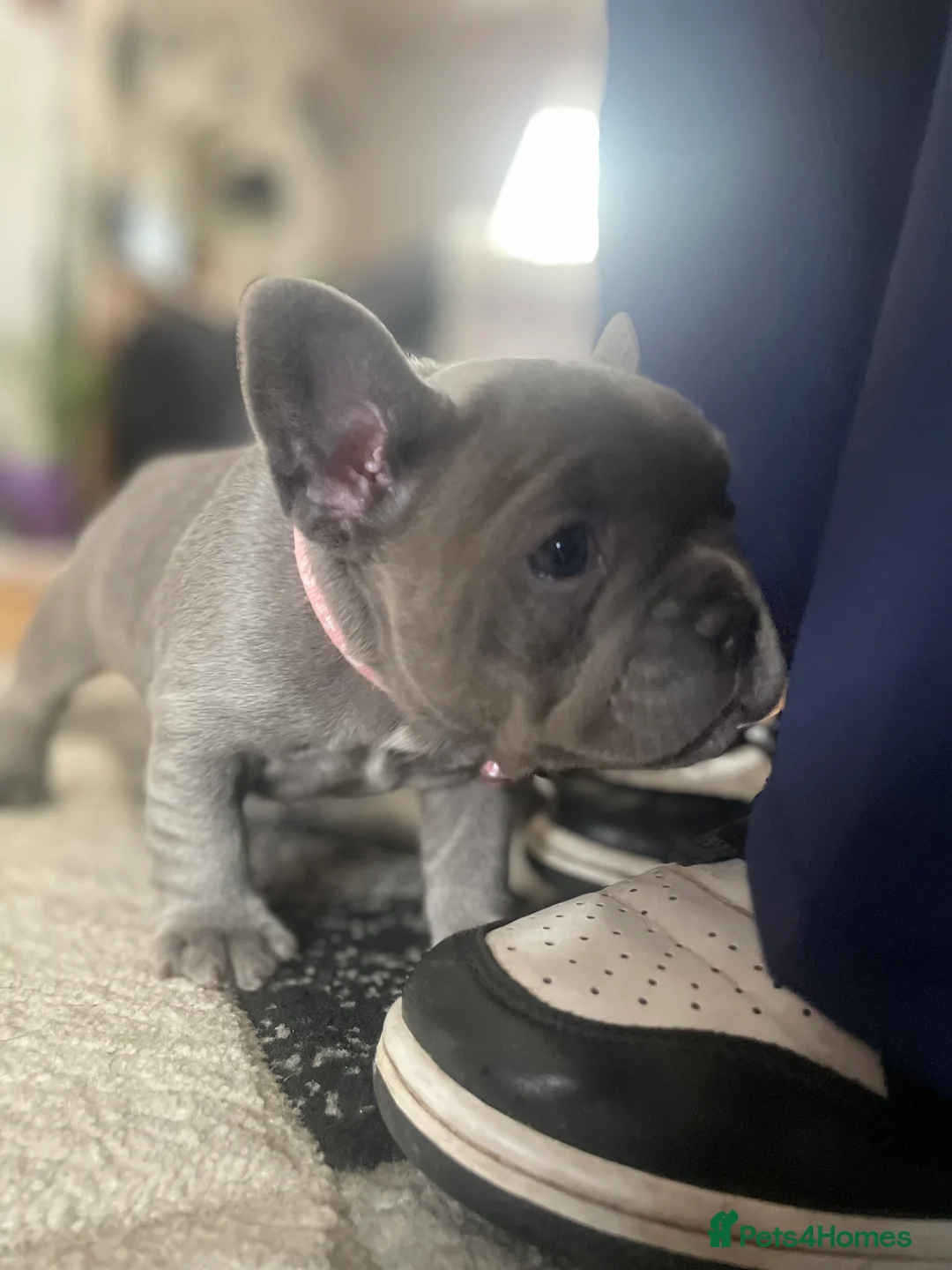 French Bulldog dogs for sale: Beautiful french bulldog female puppies  - Advert 2