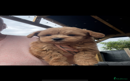 Maltipoo dogs for sale: Red/Apricot female maltipoo puppy  - Image 1