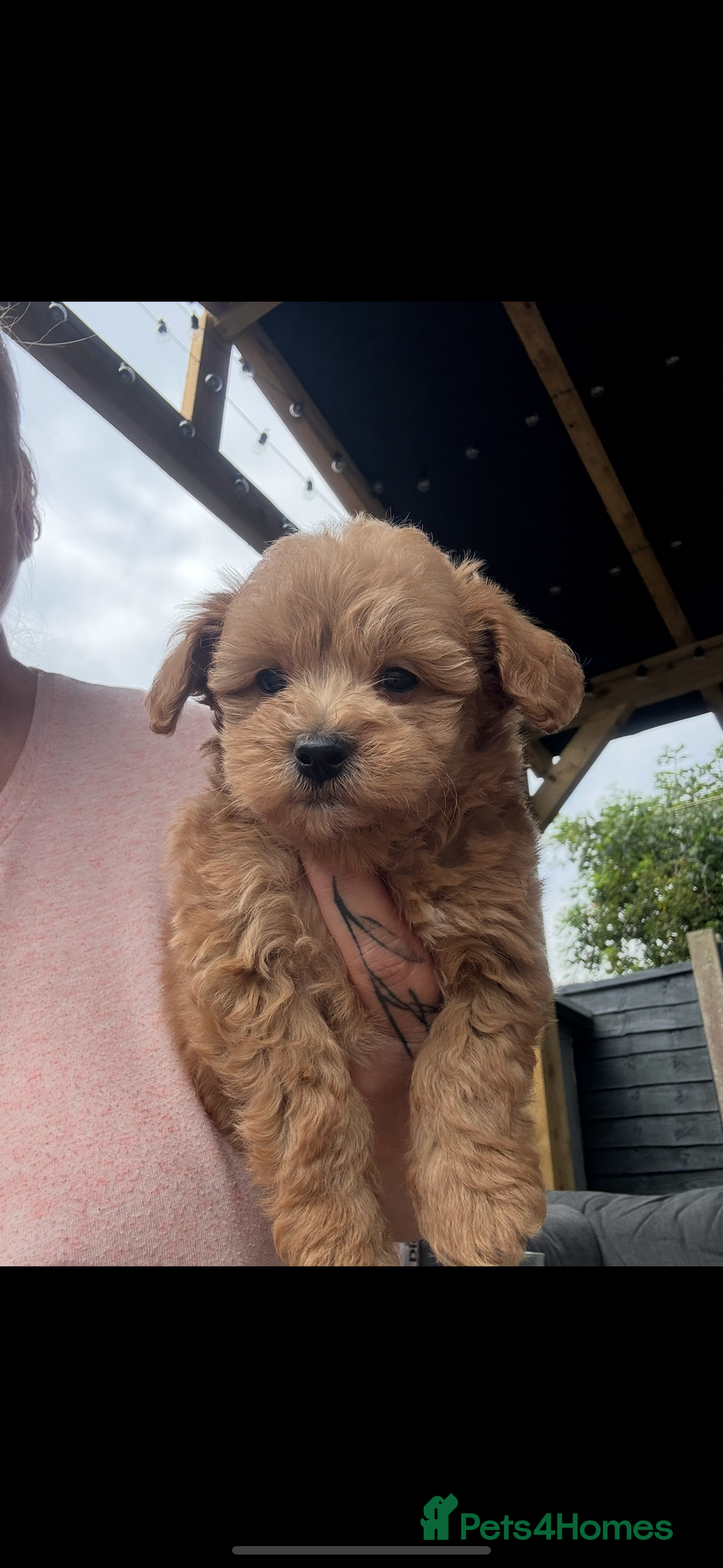 Maltipoo dogs for sale: Red/Apricot female maltipoo puppy  - Image 1