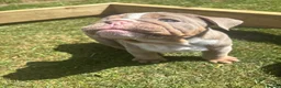 English Bulldog dogs for sale: English bulldogs  in Mansfield - Advert 13