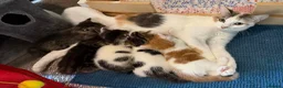 Mixed Breed cats for sale: Gorgeous Little Ginger Boy - Advert 2