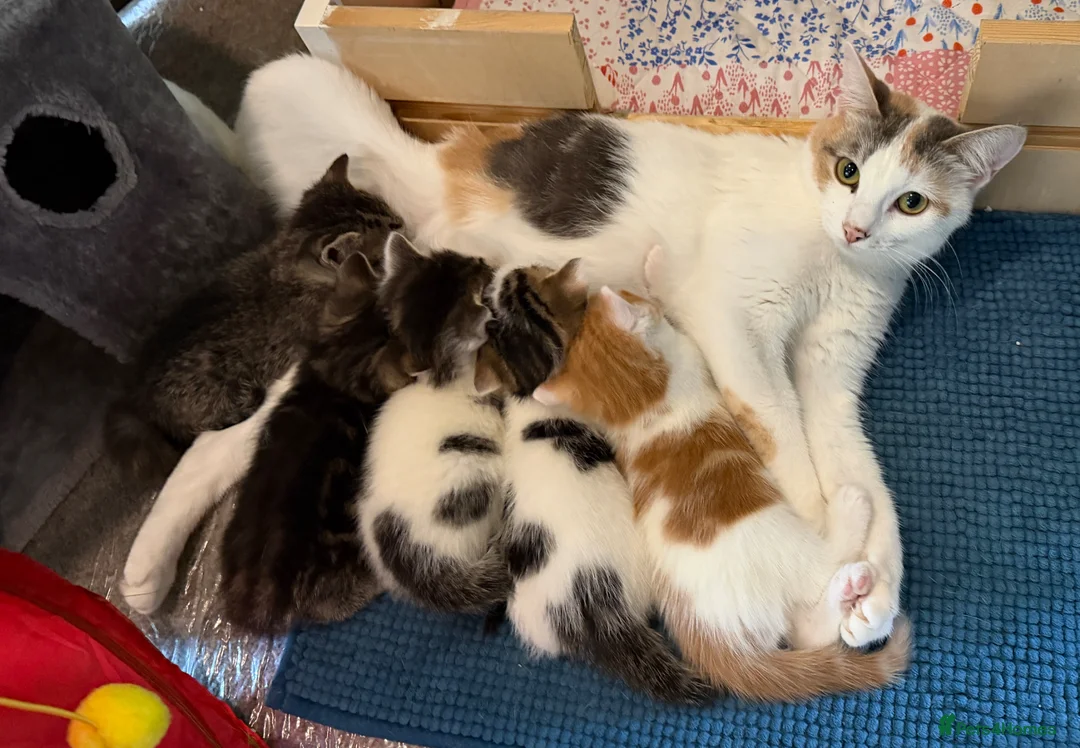 Mixed Breed cats for sale: Gorgeous Little Ginger Boy - Advert 2