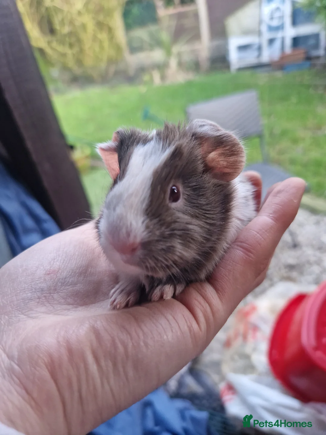 Guinea Pig rodents for sale: 3 handsome boys / ready 24th march 26 - Advert 2