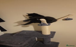 Bombay cats for sale: 5 kitten Bombay cats for sale  - Image 1