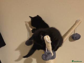 Bombay cats - Advert 17