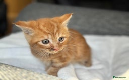 British Longhair cats for sale: beautiful kittens looking for forever home - Image 4