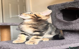 Toyger cats for sale: Adorable kitten  - Image 22