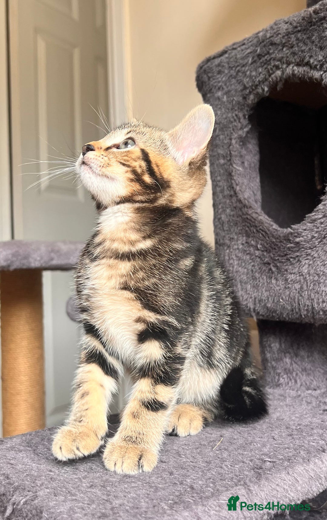 Toyger cats for sale: Adorable kitten  - Image 22