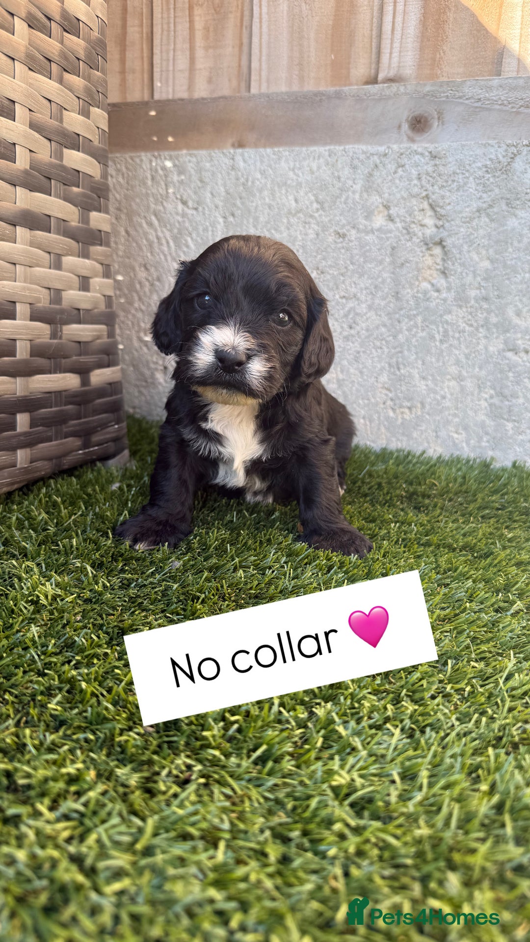 Jackapoo dogs for sale: Beautiful Jackapoo Puppies 🖤🖤🖤 - Image 3