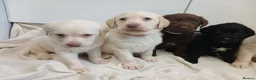 Labrador Retriever dogs for sale: 6 labrador puppies - Advert 3