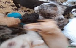 Sprocker dogs for sale: Gorgeous Sprocker x Sproodle pups. - Image 12