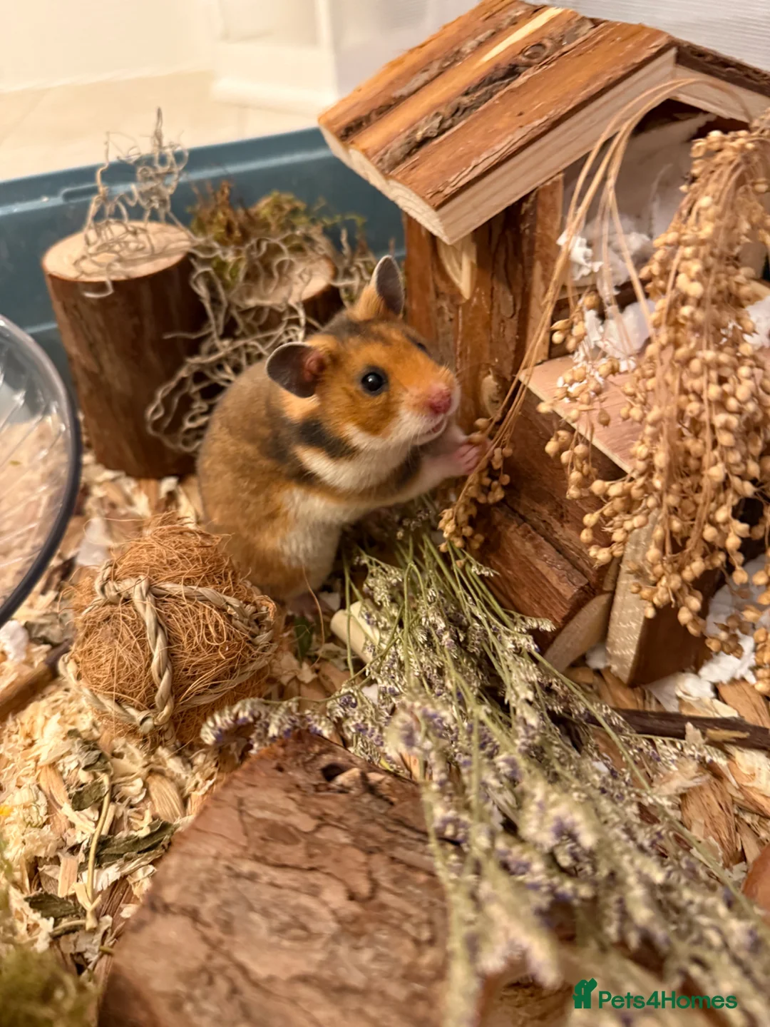 Hamster rodents for sale: Beautiful tame Syrian hamster  in Swadlincote - Advert 1