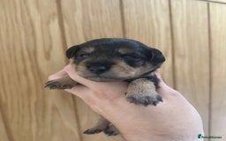 Schnoodle dogs for sale: LAST OUTSTANDING GIRL TOY SCHNOODLES DNA 🧬 CLEAR! - Image 20