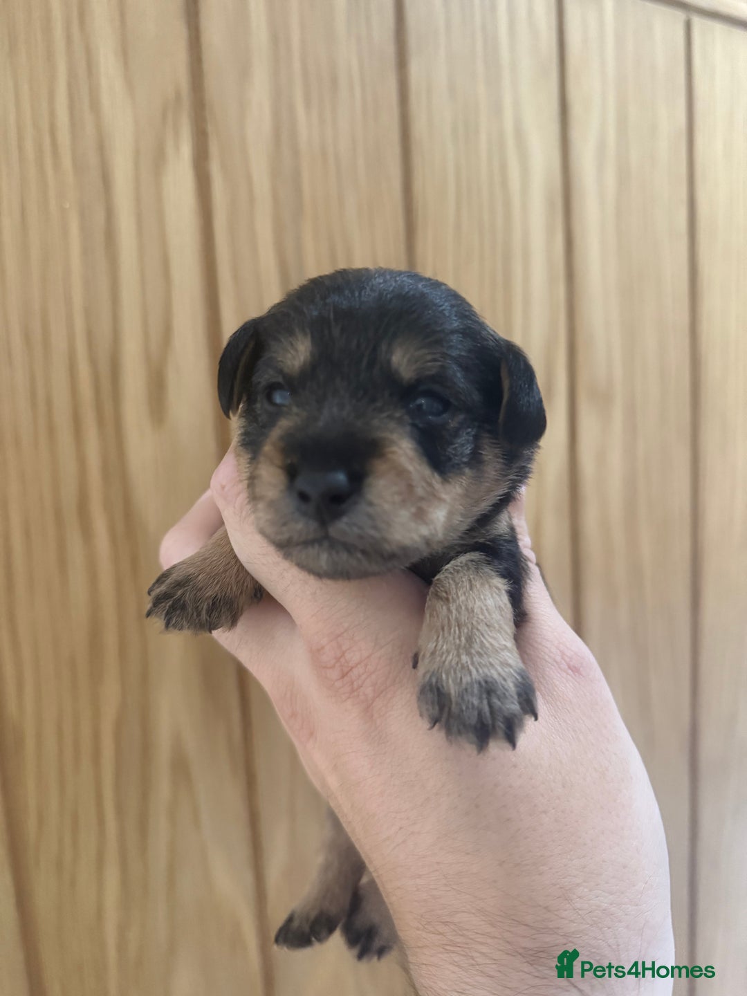 Schnoodle dogs for sale: LAST OUTSTANDING GIRL TOY SCHNOODLES DNA 🧬 CLEAR! - Image 20