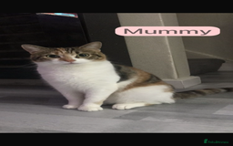 Mixed Breed cats for sale: 7 Beautiful Kittens 🩷💙 - Image 30