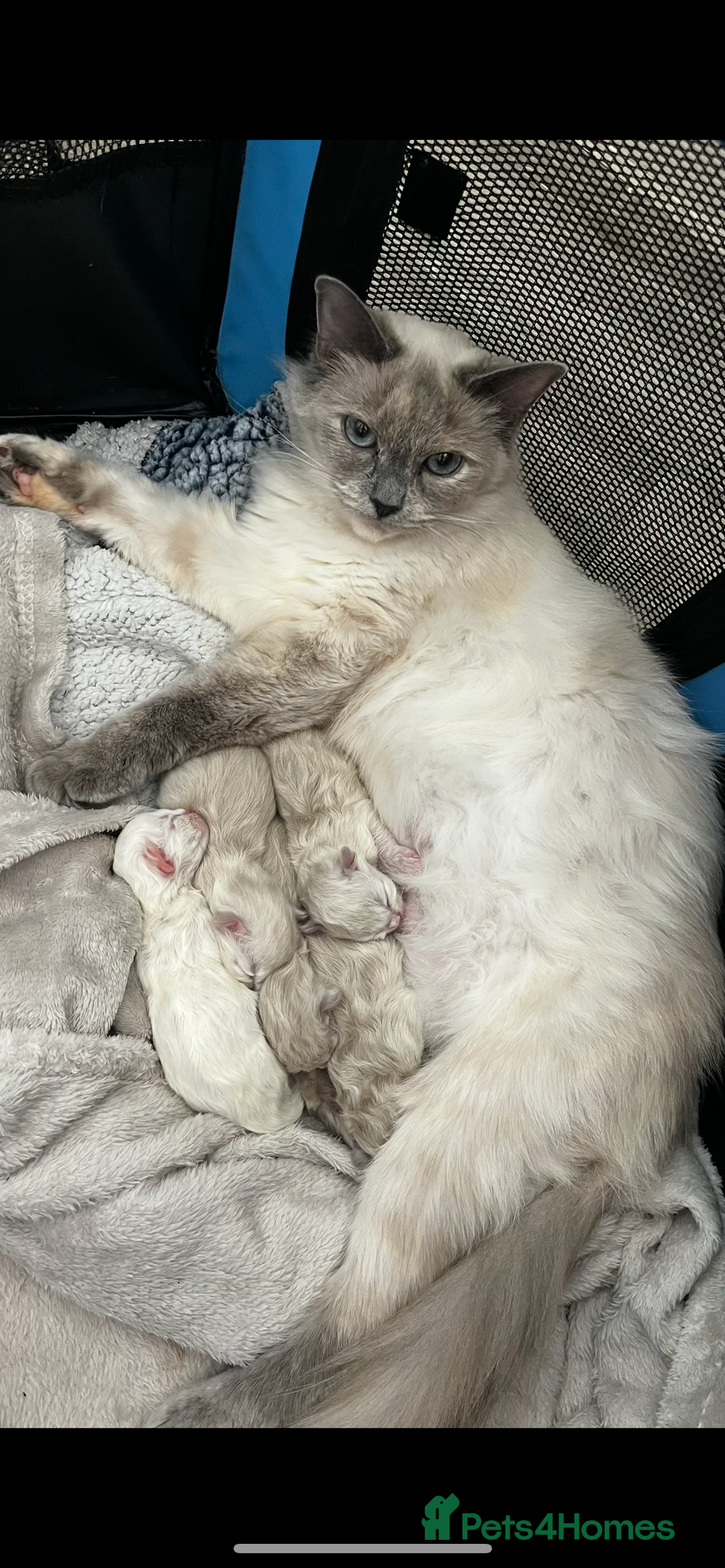 Ragdoll cats for sale: Beautiful ragdoll kittens - Image 14