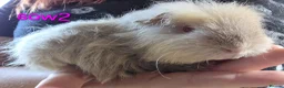 Guinea Pig rodents for sale: Gergouse guinea pigs  - Advert 12