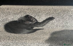 Domestic Shorthair cats for sale: Beautiful kittens looking for forever homes🩷💙🐾 - Image 18