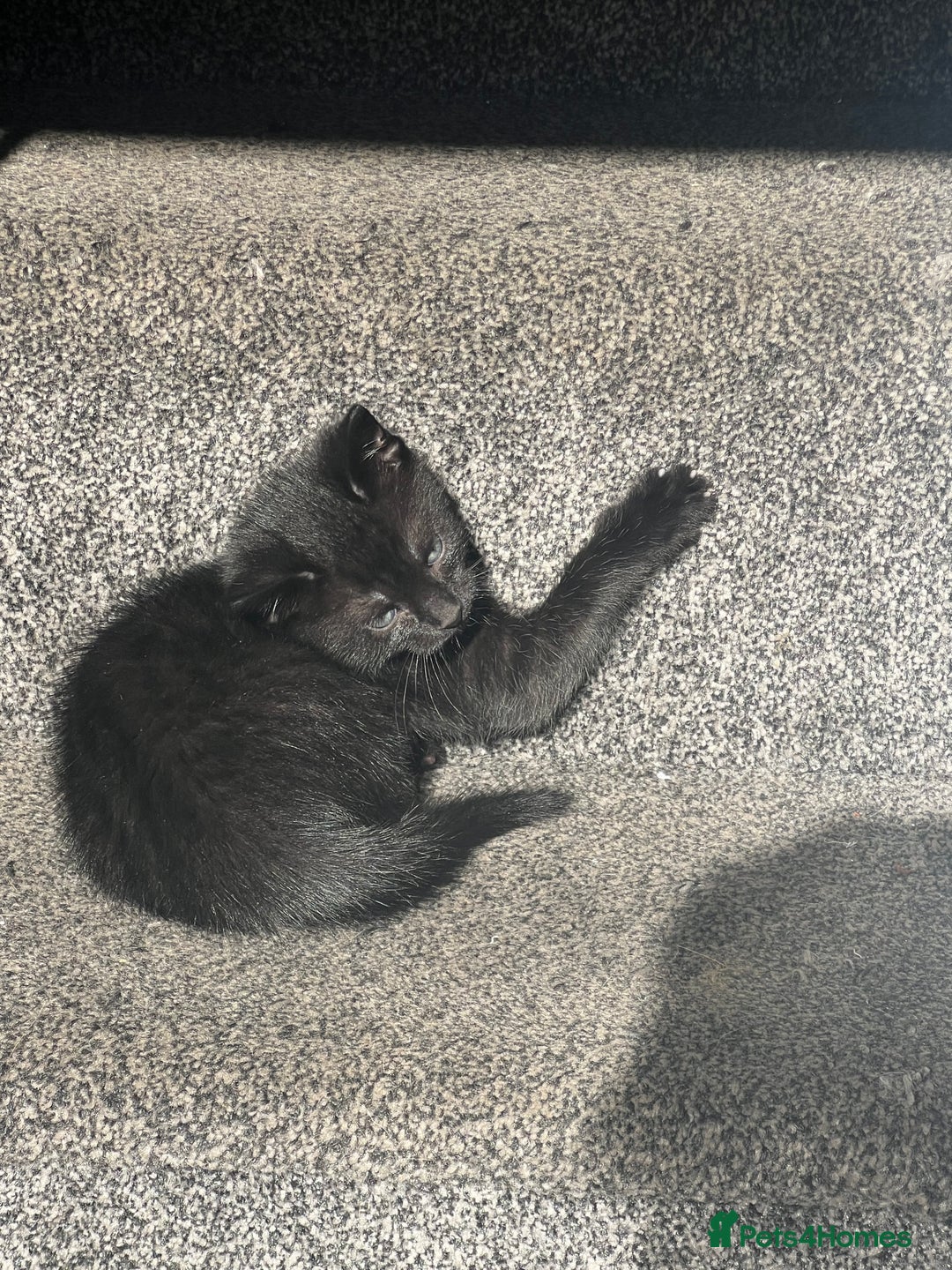 Domestic Shorthair cats for sale: Beautiful kittens looking for forever homes🩷💙🐾 - Image 18