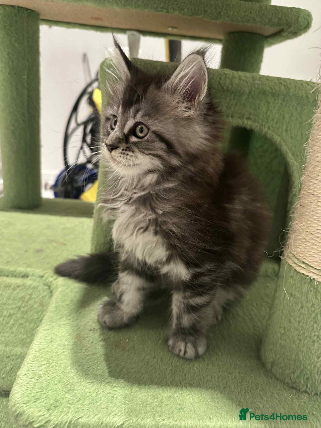 Maine Coon cats for sale: Stunning Mainecoon Kittens - Image 16