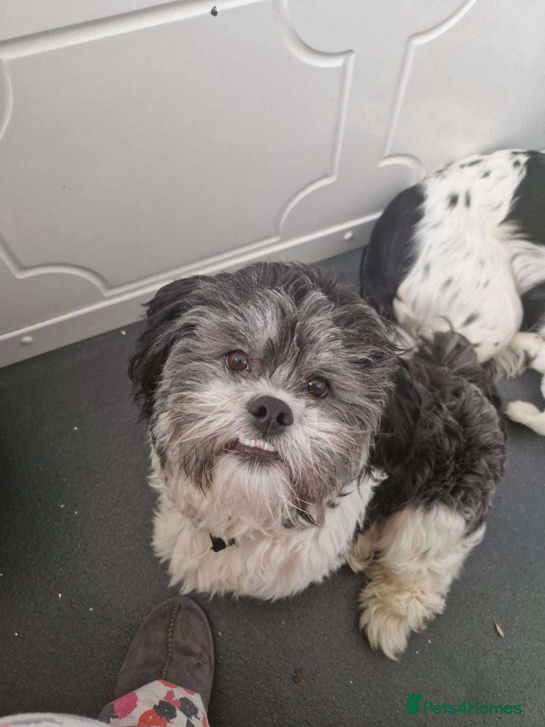 Lhasa Apso dogs for stud: Proven Lhasa Apso Stud – KC Registered in Airdrie - Image 5