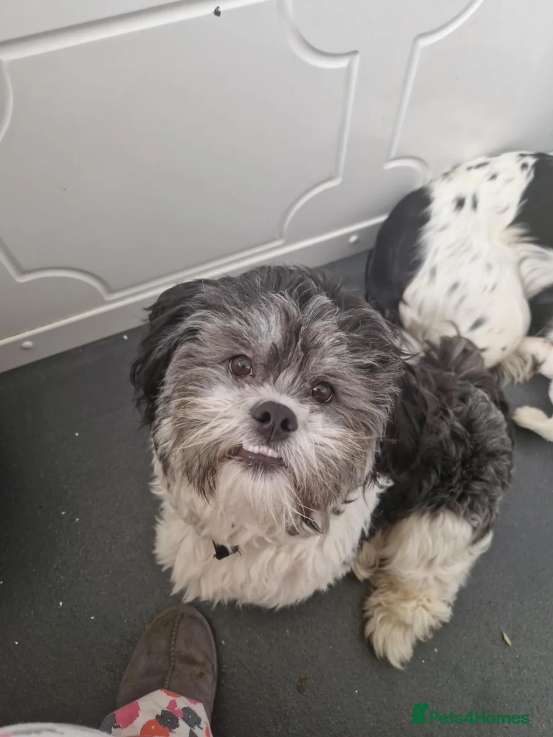 Lhasa Apso dogs for stud: Proven Lhasa Apso Stud – KC Registered in Airdrie - Advert 5