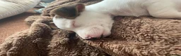 Jack Russell dogs for sale: Jack Russel puppy - Advert 4
