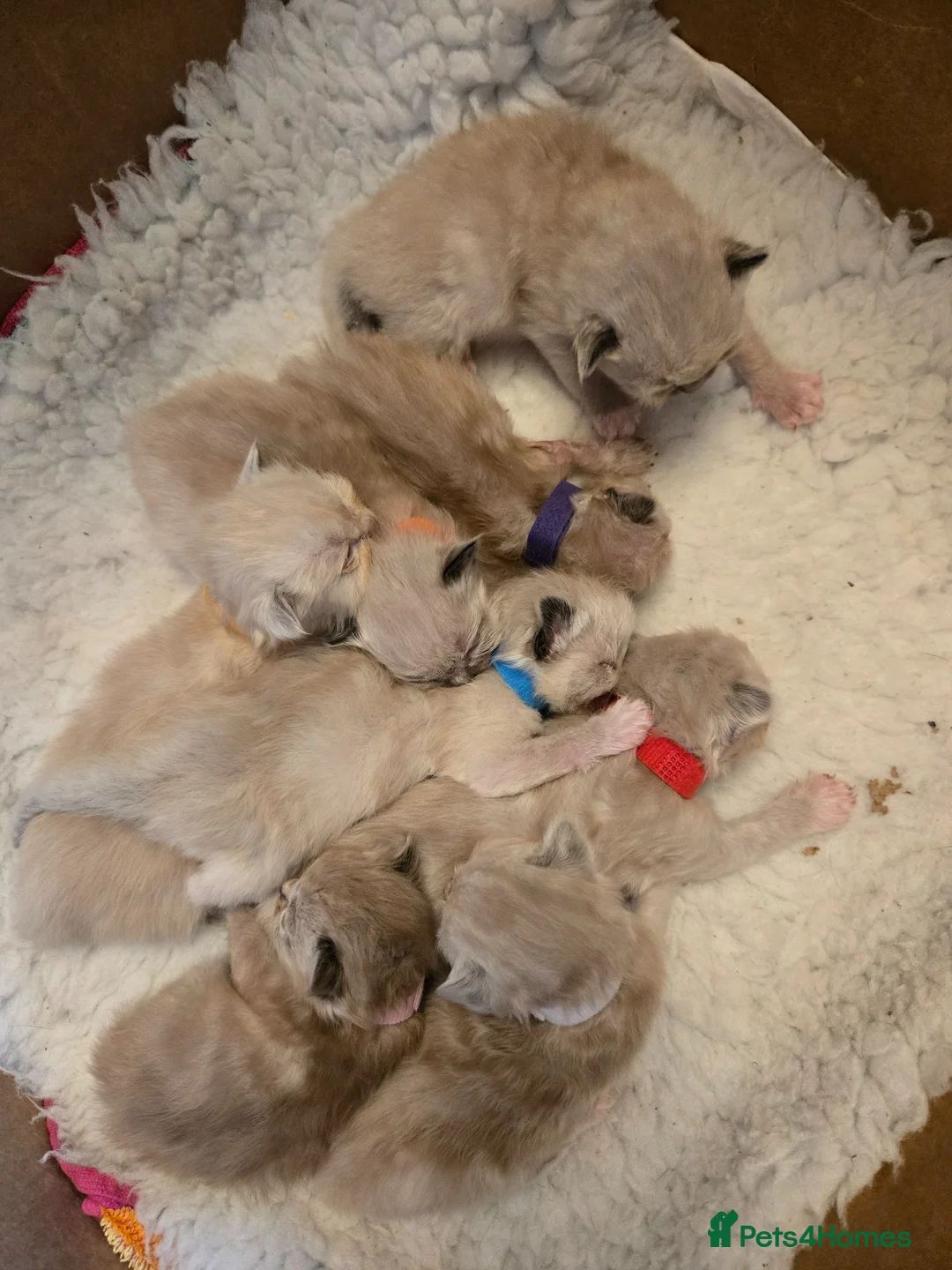 Ragdoll cats for sale: 8 Ragdoll Kittens (some Lynx) - Advert 13
