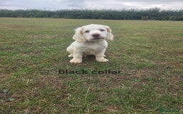 Clumber Spaniel dogs for sale: ***sold pending collection ***Clumber spaniel KC  - Image 7