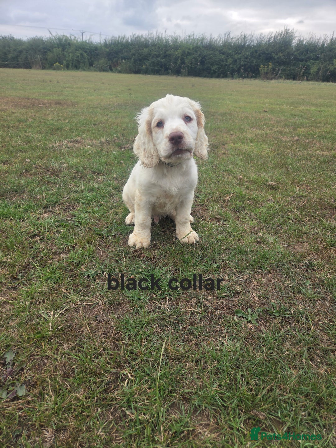 Clumber Spaniel dogs for sale: ***sold pending collection ***Clumber spaniel KC  - Image 7