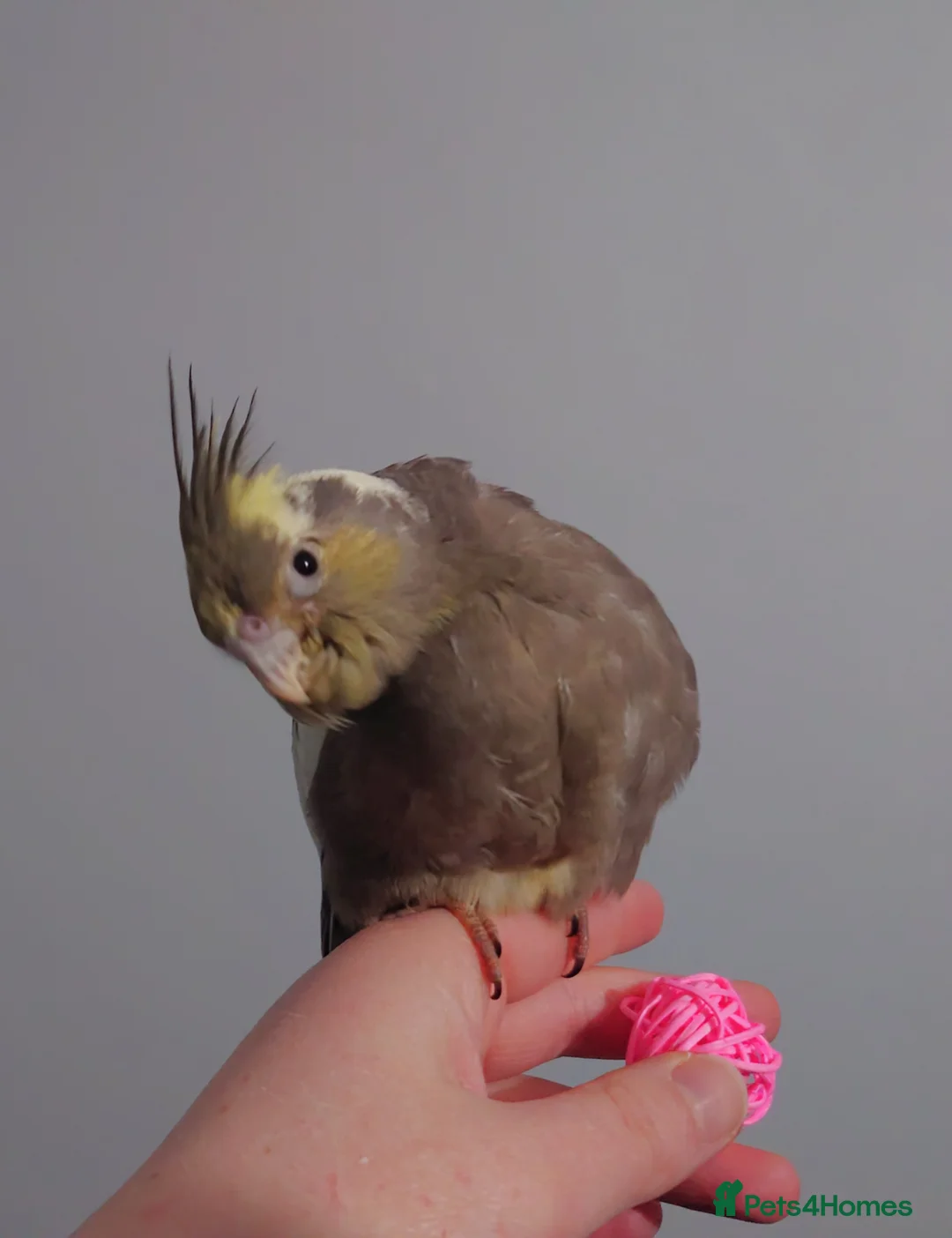Cockatiels birds for sale: Hand reread silly tame DNA sexed baby cockatiels  - Advert 7