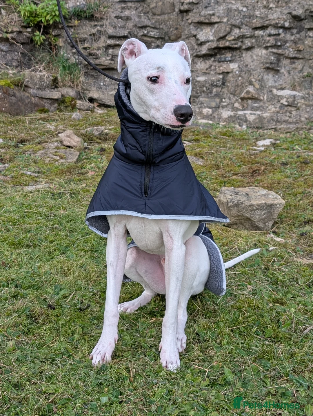 Lurcher dogs for sale: Beautiful Male Lurcher  - Advert 1