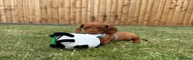Miniature Dachshund 1