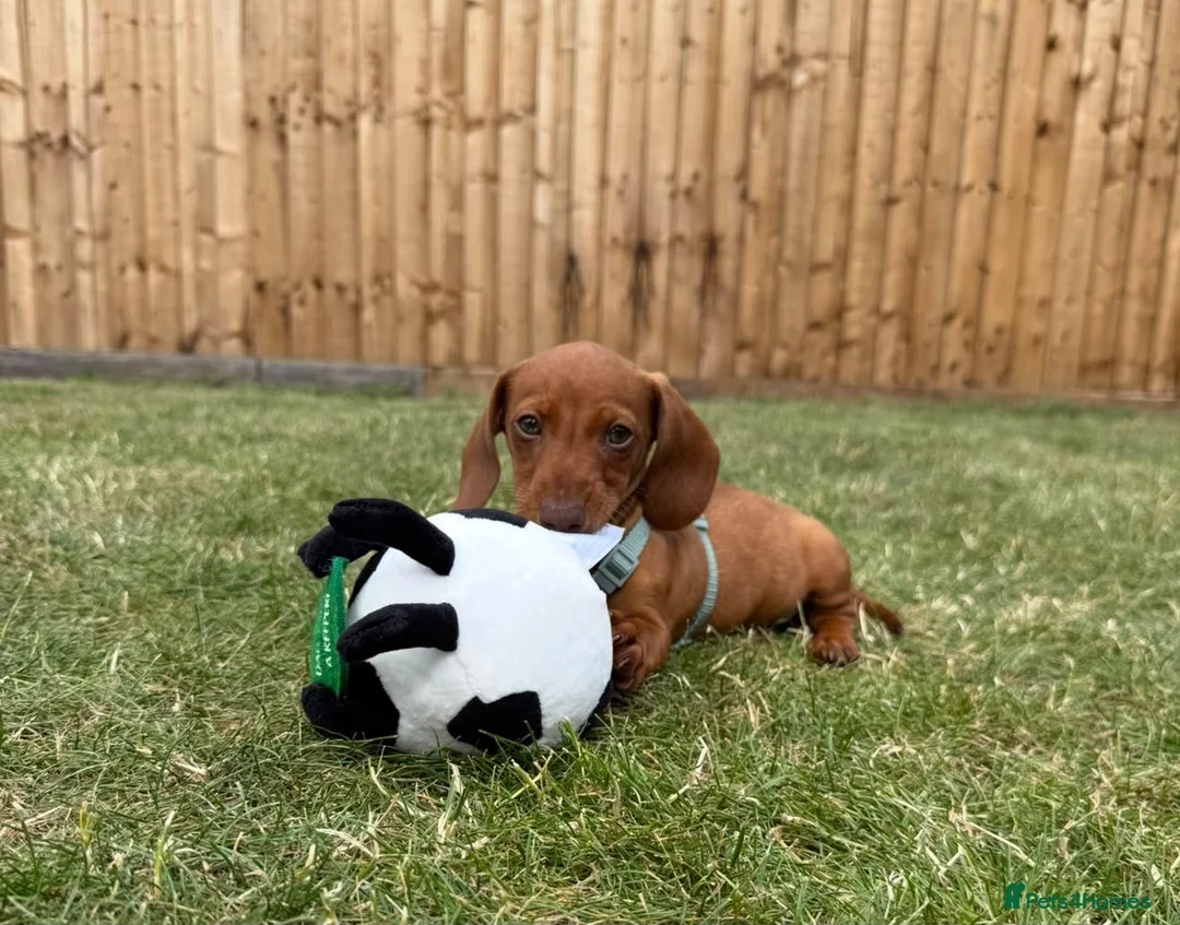 Miniature Dachshund dogs for sale: Prince in Witney - Advert 2