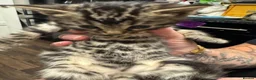 Bengal cats for sale: Rare Pedigree Zorro masked charcoal Bengal Kittens in Orpington - Advert 30