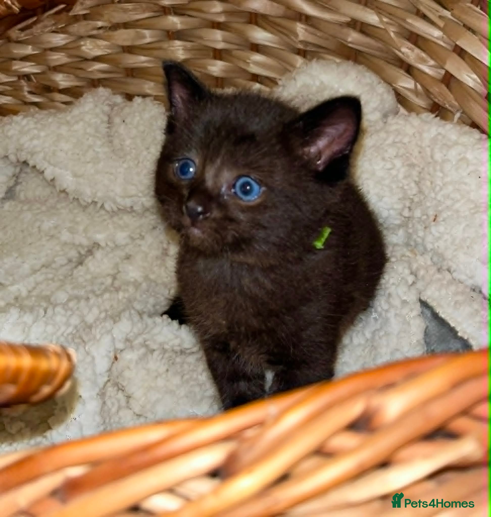 Ragdoll cats Stunning ragdoll mix kittens - Advert 13