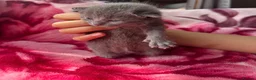 Mixed Breed cats for sale: Stunning kittens  - Advert 13