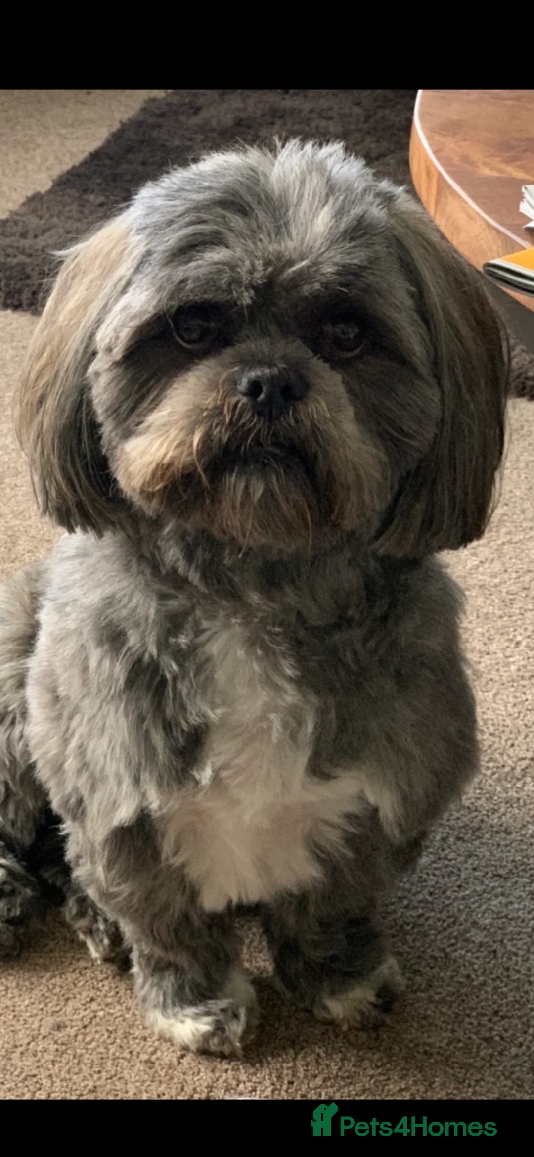 Lhasapoo dogs for sale: Lhasapoo puppies - Advert 7