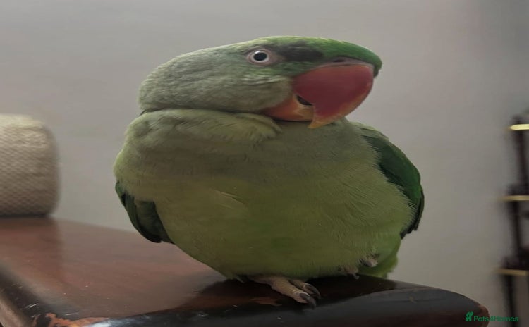 Parrots birds - Advert 12