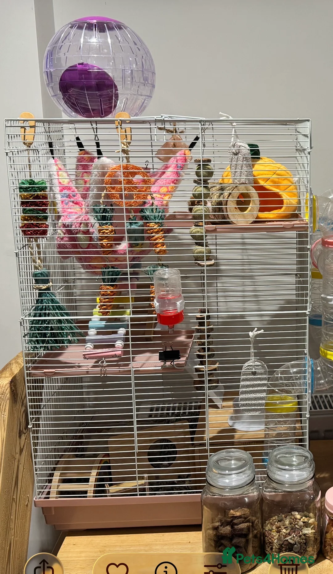 Hamster rodents for sale: Gentle female golden hamster and all accessories in Hastings - Advert 5