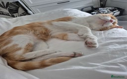 Domestic Shorthair cats for sale: Ginger male cat for rehoming  - Advert 2