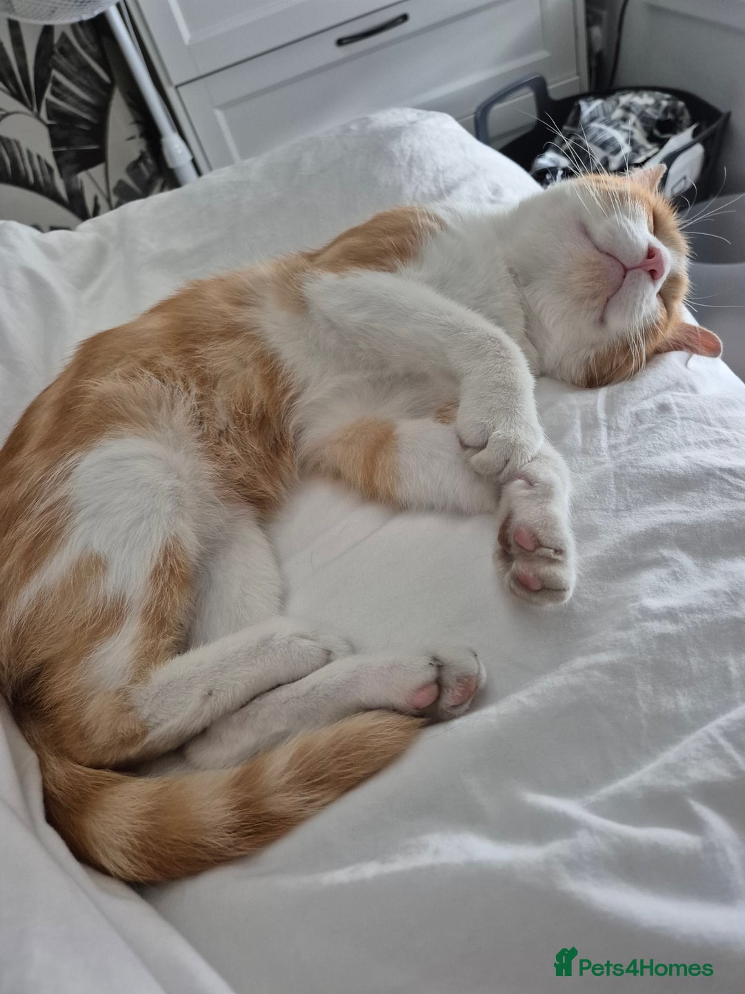 Domestic Shorthair cats for sale: Ginger male cat for rehoming  - Advert 2