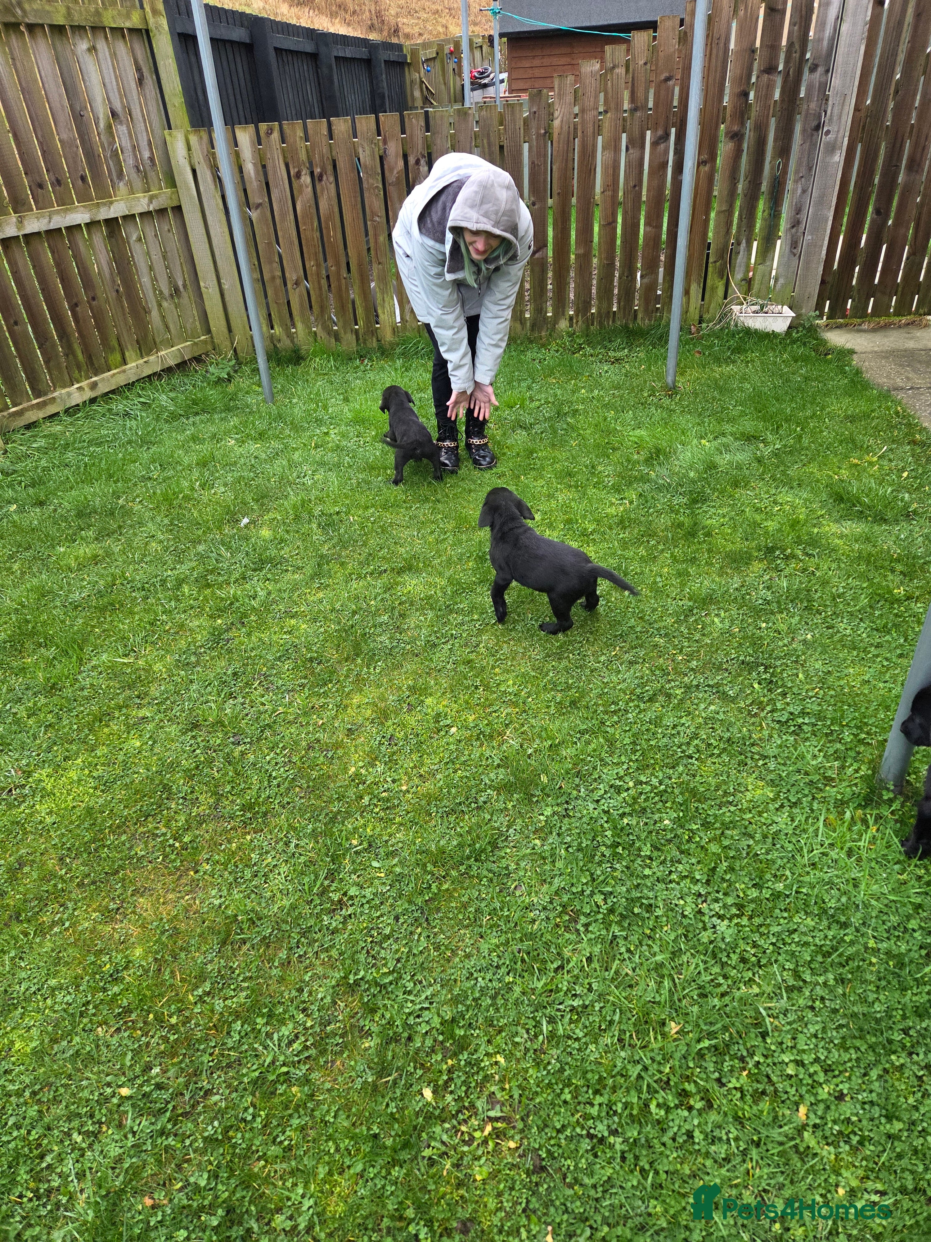 Labrador Retriever dogs Black labrador puppies - Advert 2