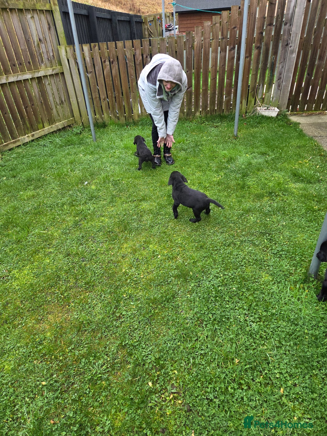 Labrador Retriever dogs for sale: Black labrador puppies - Advert 1